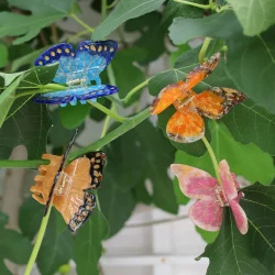 Morpho h�rklemme, bl�